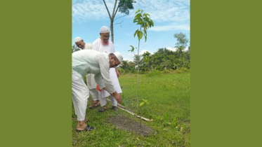 হাওরপল্লীর সড়কে দেবদারু-বকুল